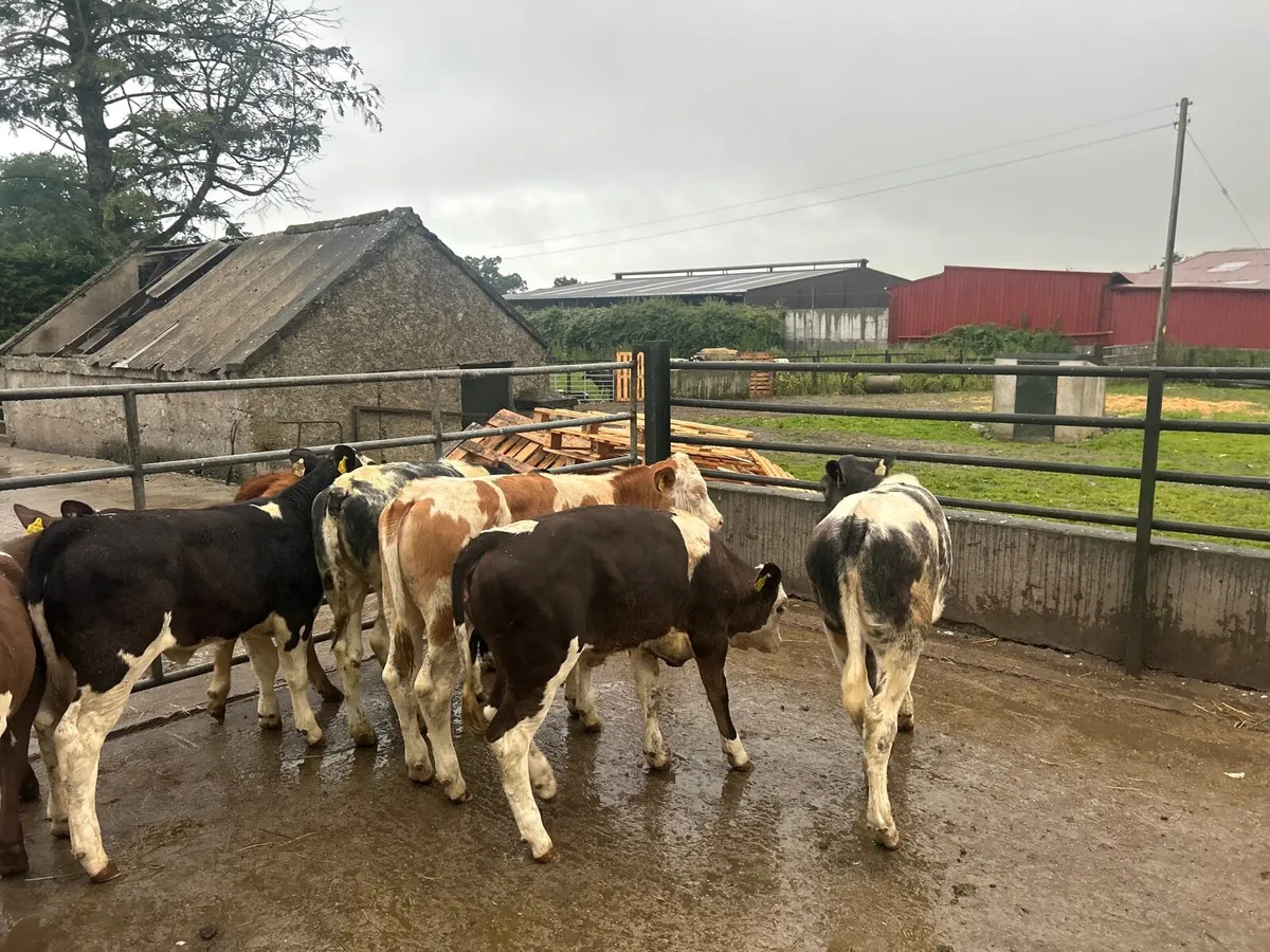 8 super  continental weanling heifers - Image 4