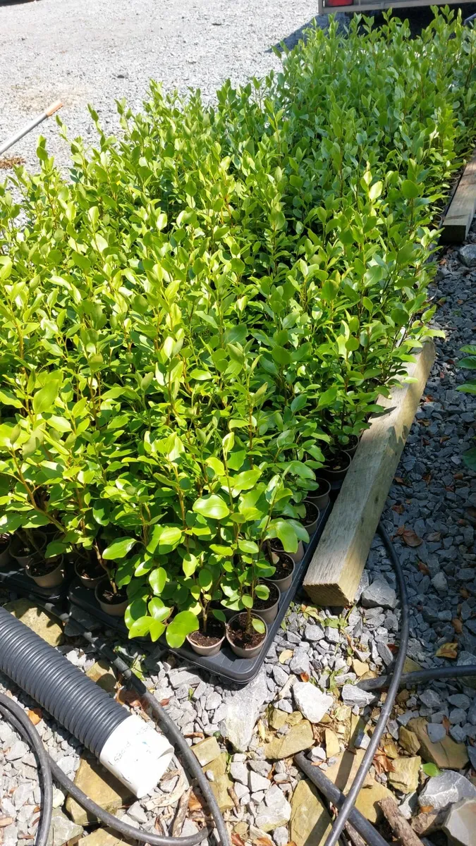 Griselinia Hedging - Image 4