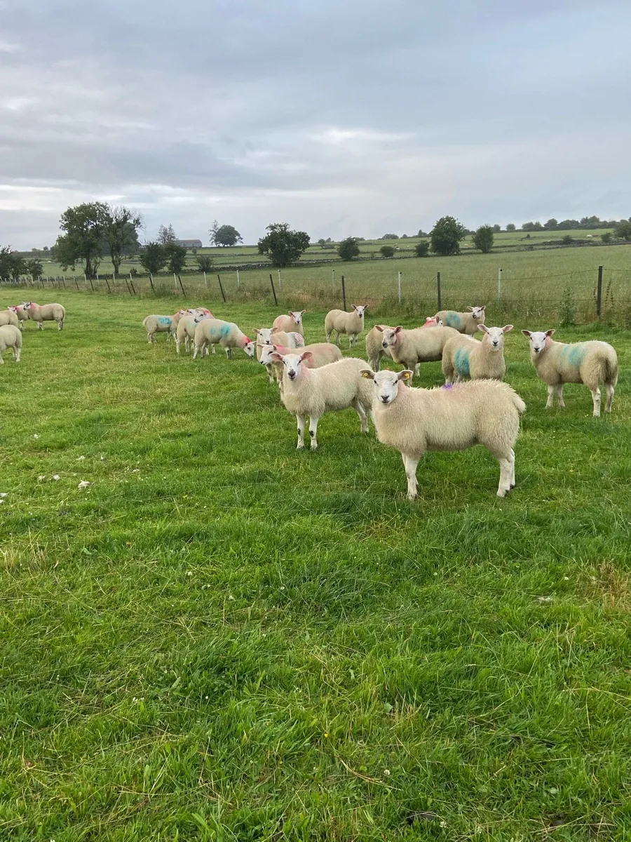Replacement Ewe Lambs - Image 1