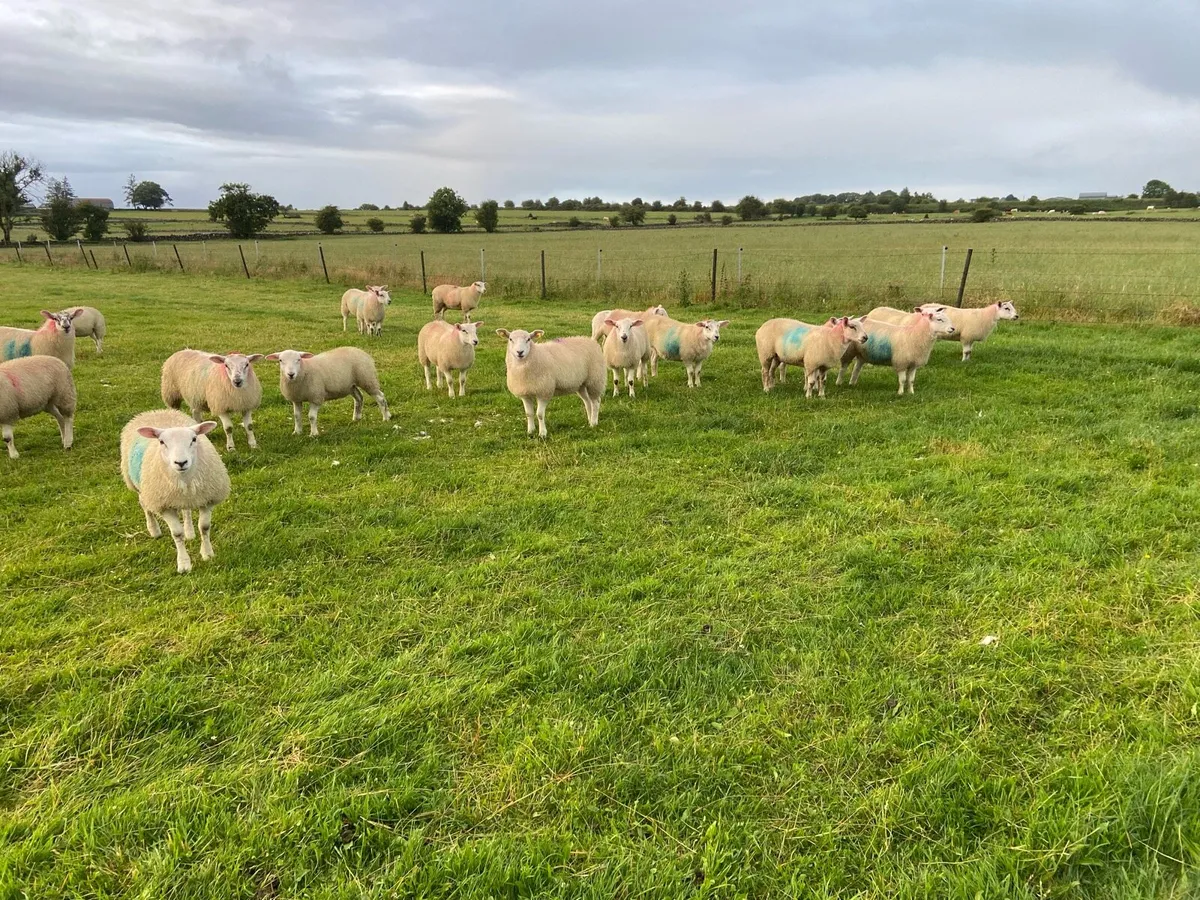 Replacement Ewe Lambs - Image 2