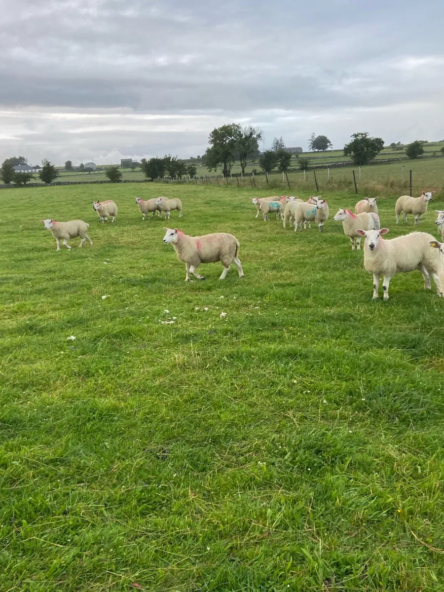 Replacement Ewe Lambs - Image 3