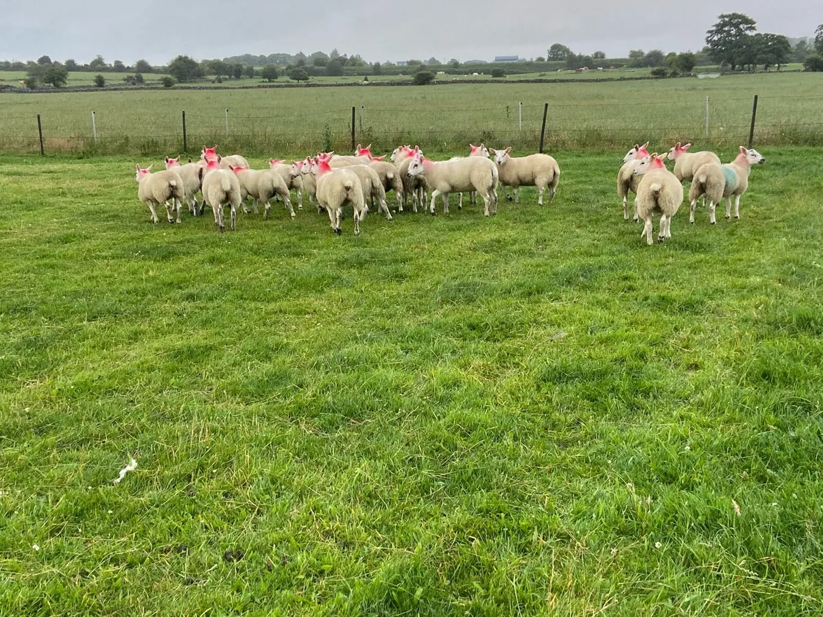 Replacement Ewe Lambs - Image 4