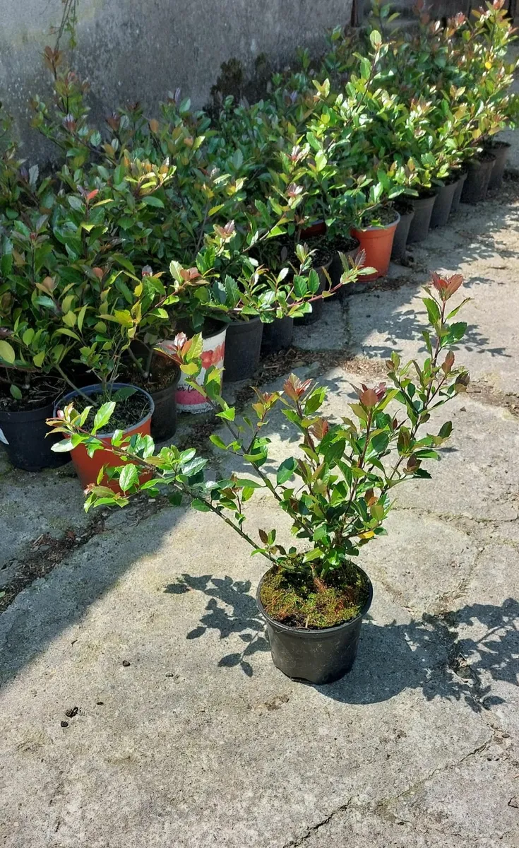 Holly Hedging - Image 1