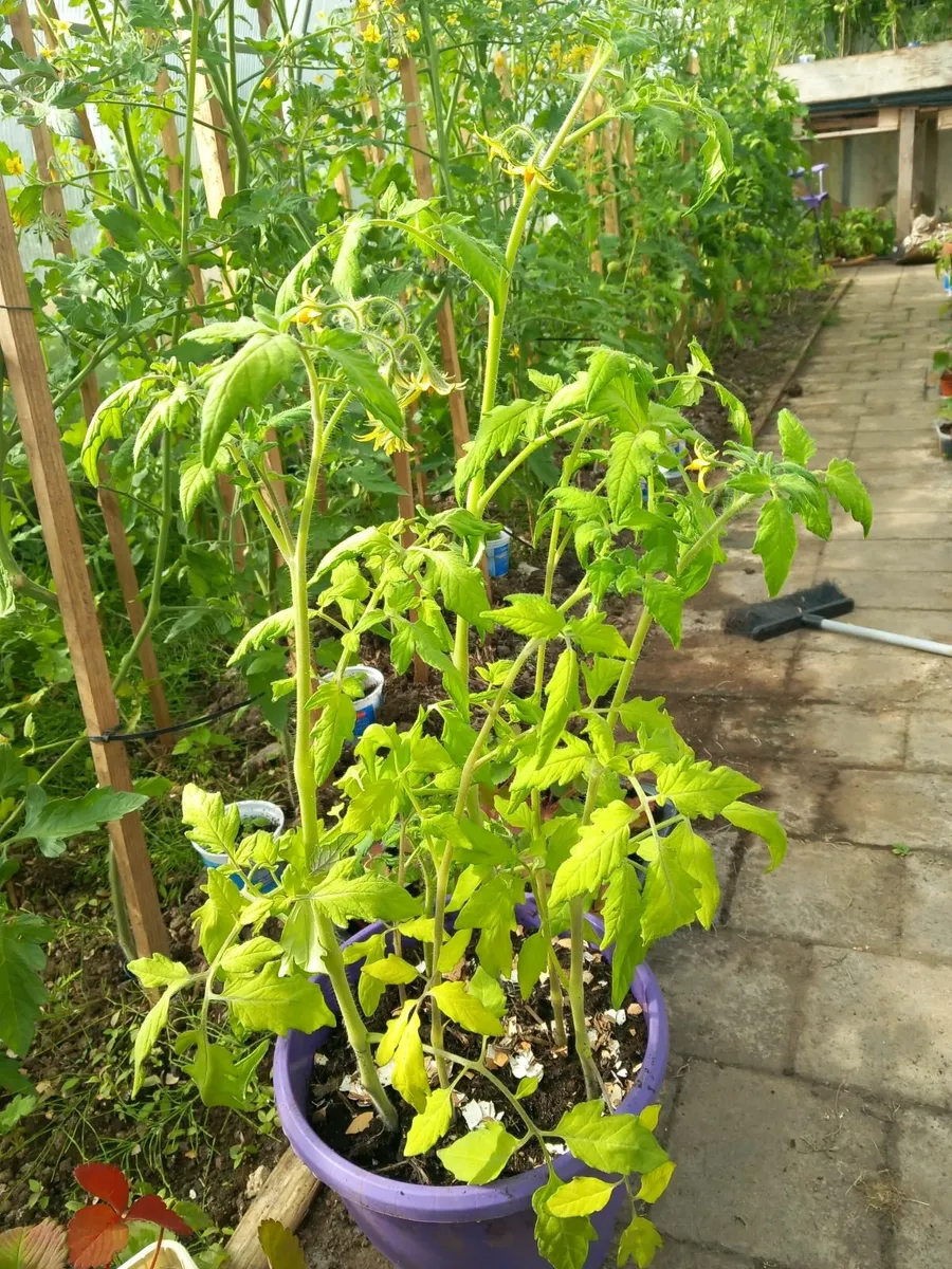 Strawberry plants tomatoe - Image 2