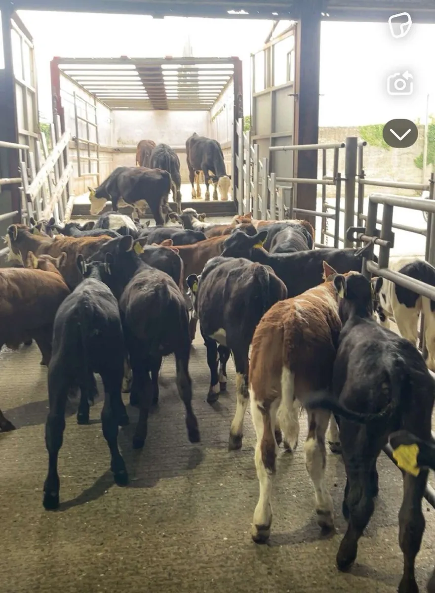 30 fresh reared calves🔥