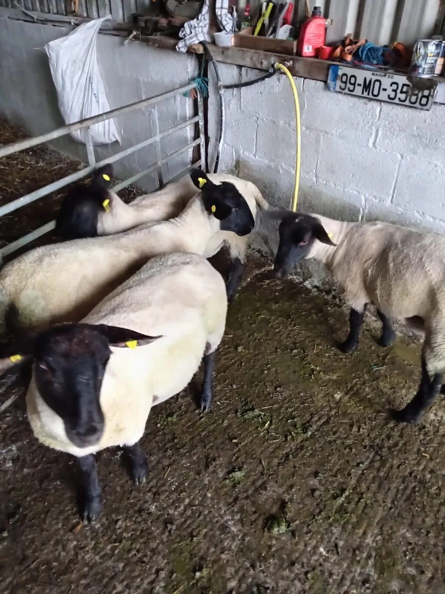 Ballina Mart 01/Jul 4 Suffolk ewe hoggets - Image 1
