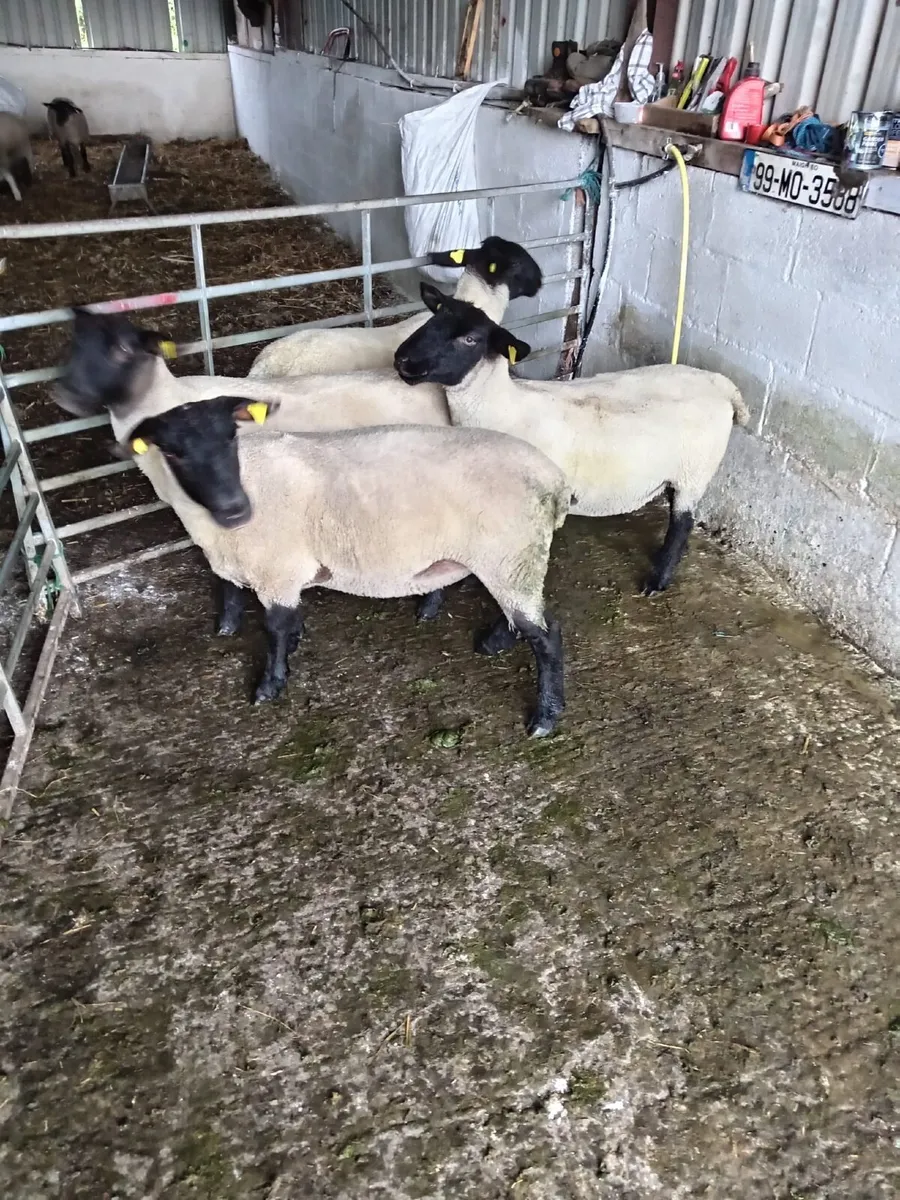 Ballina Mart 01/Jul 4 Suffolk ewe hoggets - Image 3