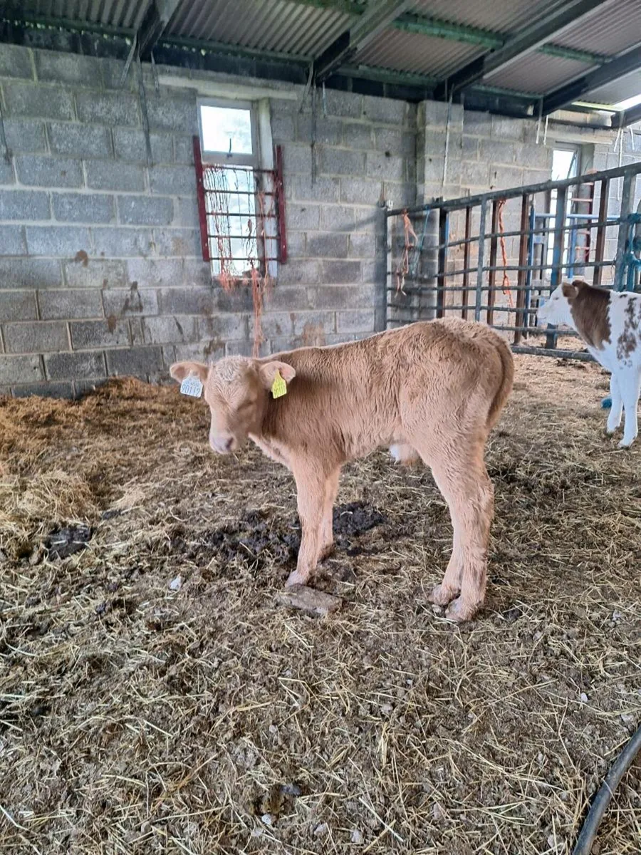 Bull calf - Image 2
