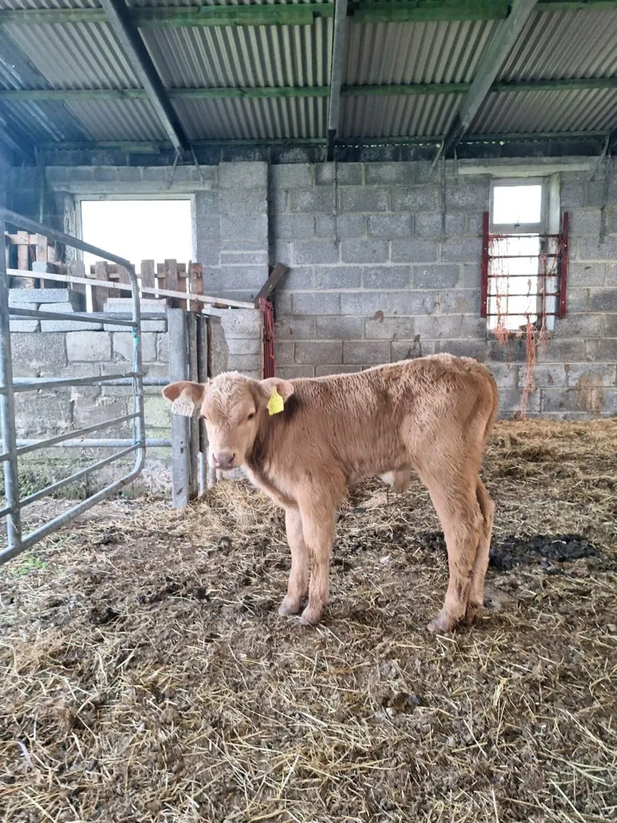 Bull calf - Image 1