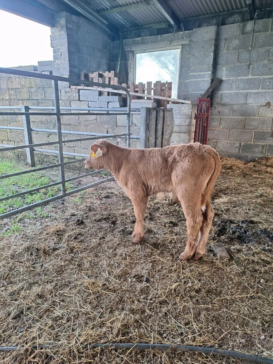 Bull calf - Image 3