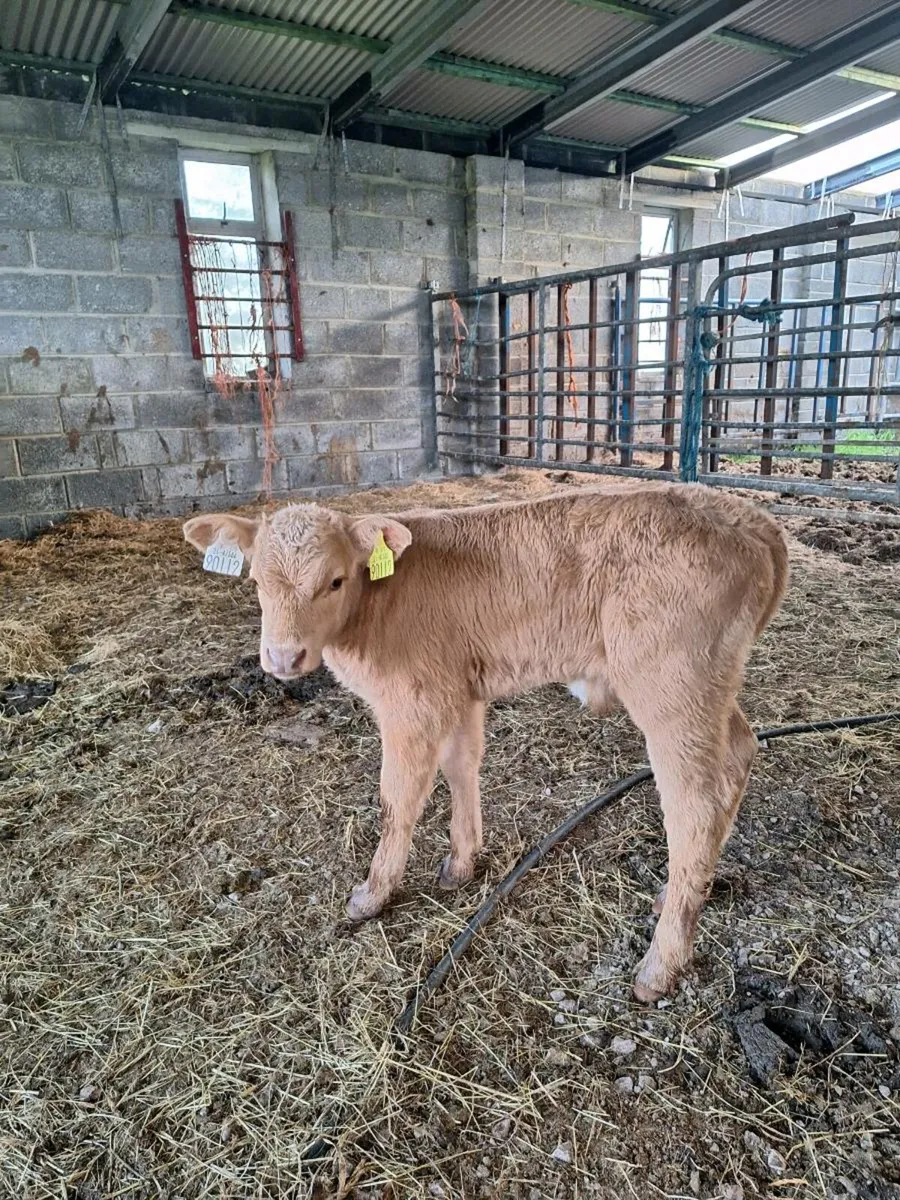 Bull calf - Image 4