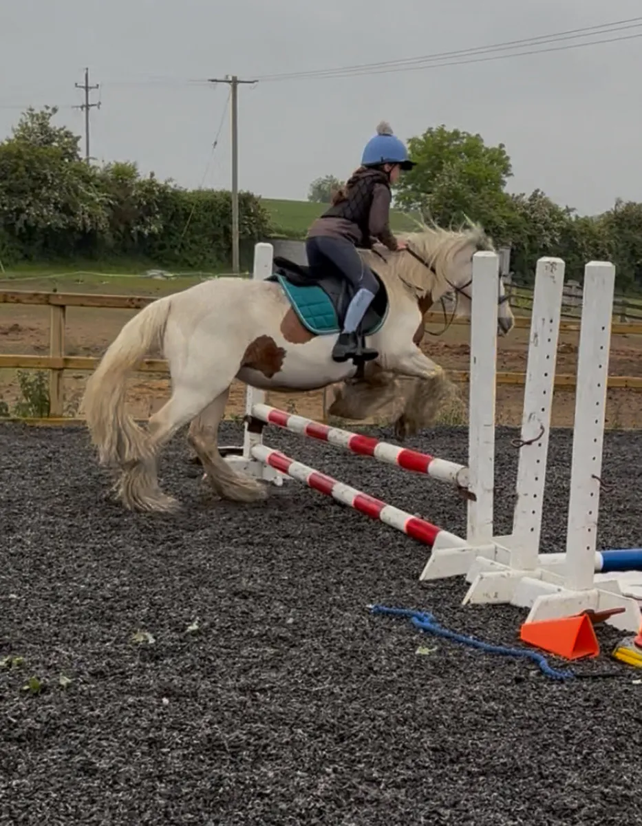 Full up 13.2h beautiful mare - Image 2