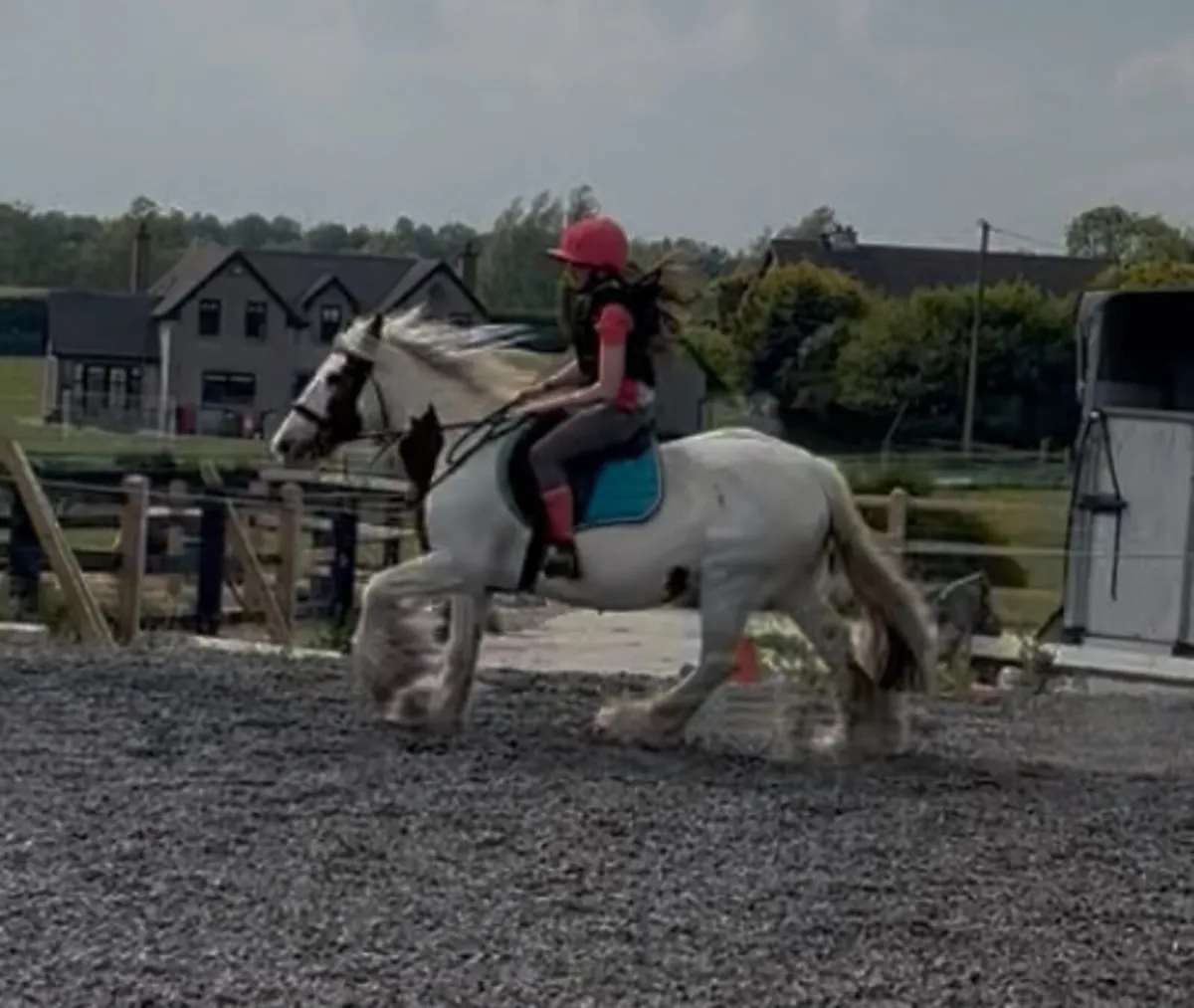 Full up 13.2h beautiful mare - Image 3