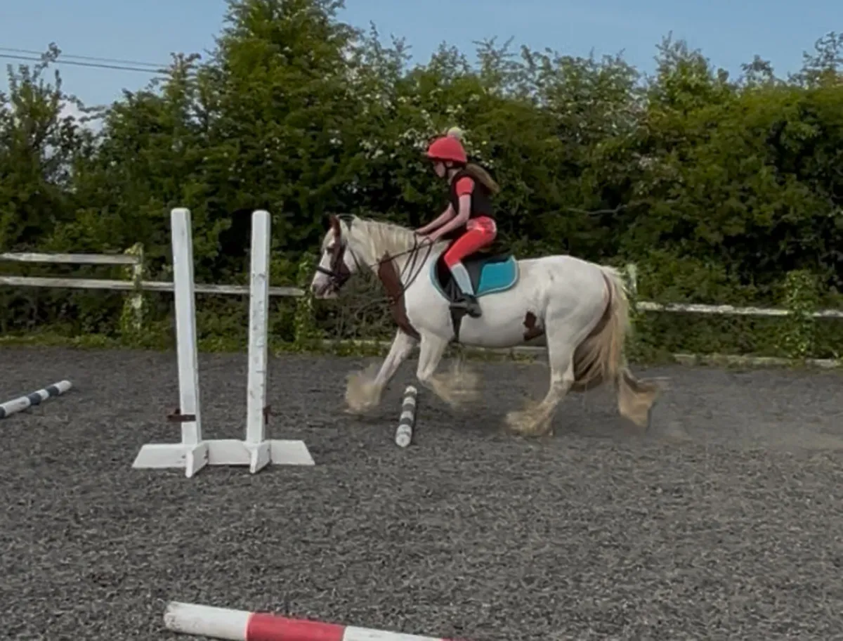 Full up 13.2h beautiful mare - Image 4