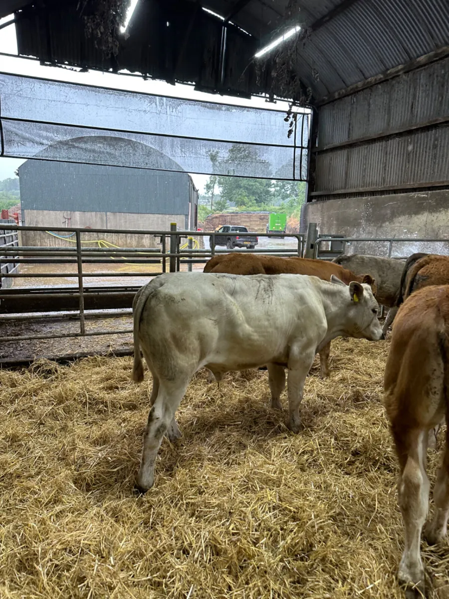Lim Simmental and Charolais bullocks - Image 1