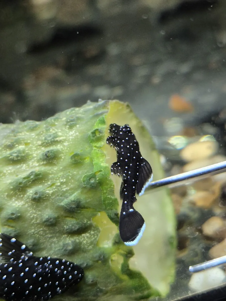 Plecos & Shrimp for SALE - Image 1