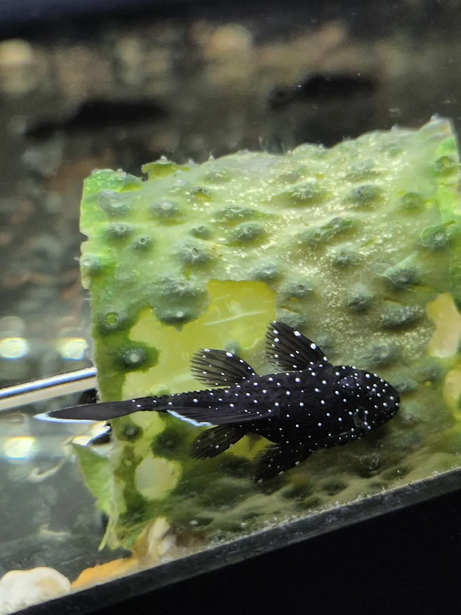 Plecos & Shrimp for SALE - Image 2