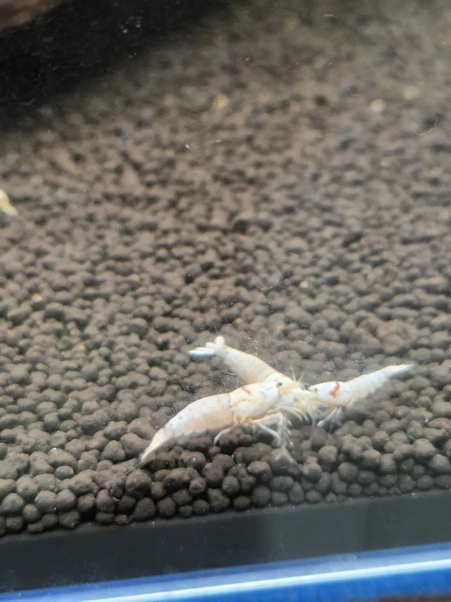 Plecos & Shrimp for SALE - Image 3