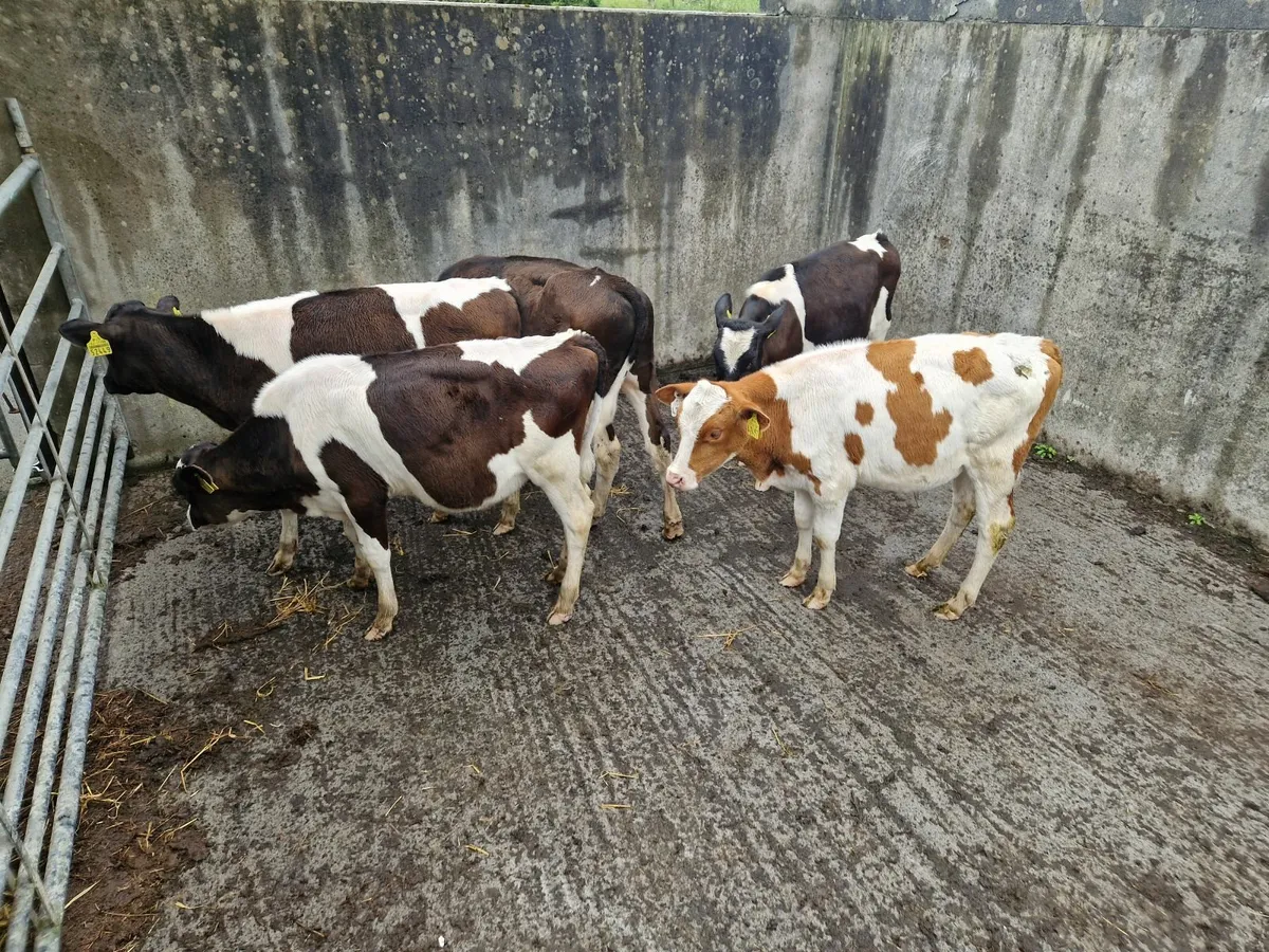 Calves - Image 1