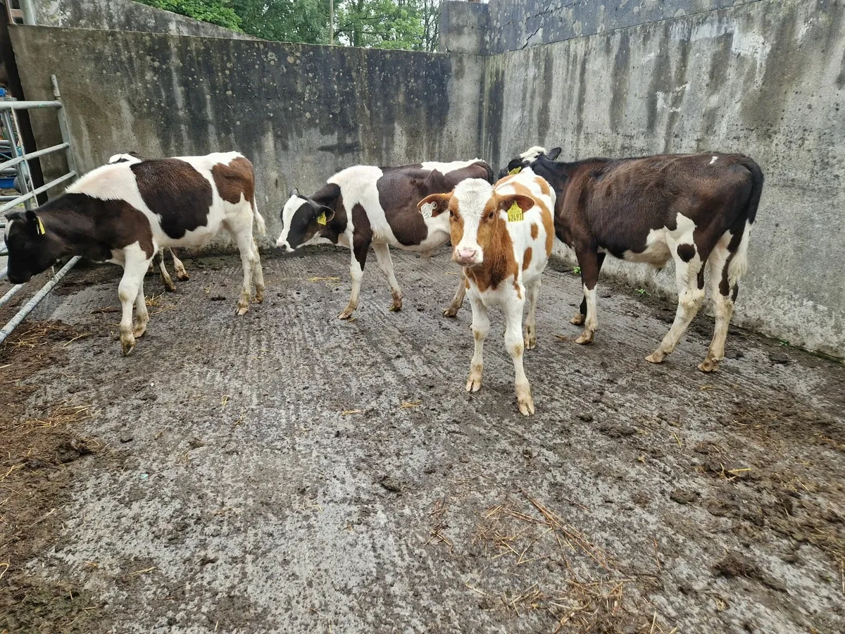 Calves - Image 3