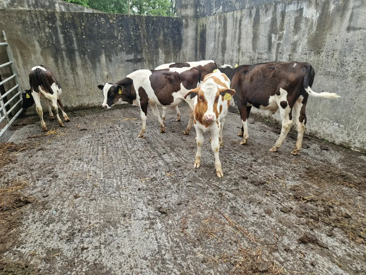 Calves - Image 4