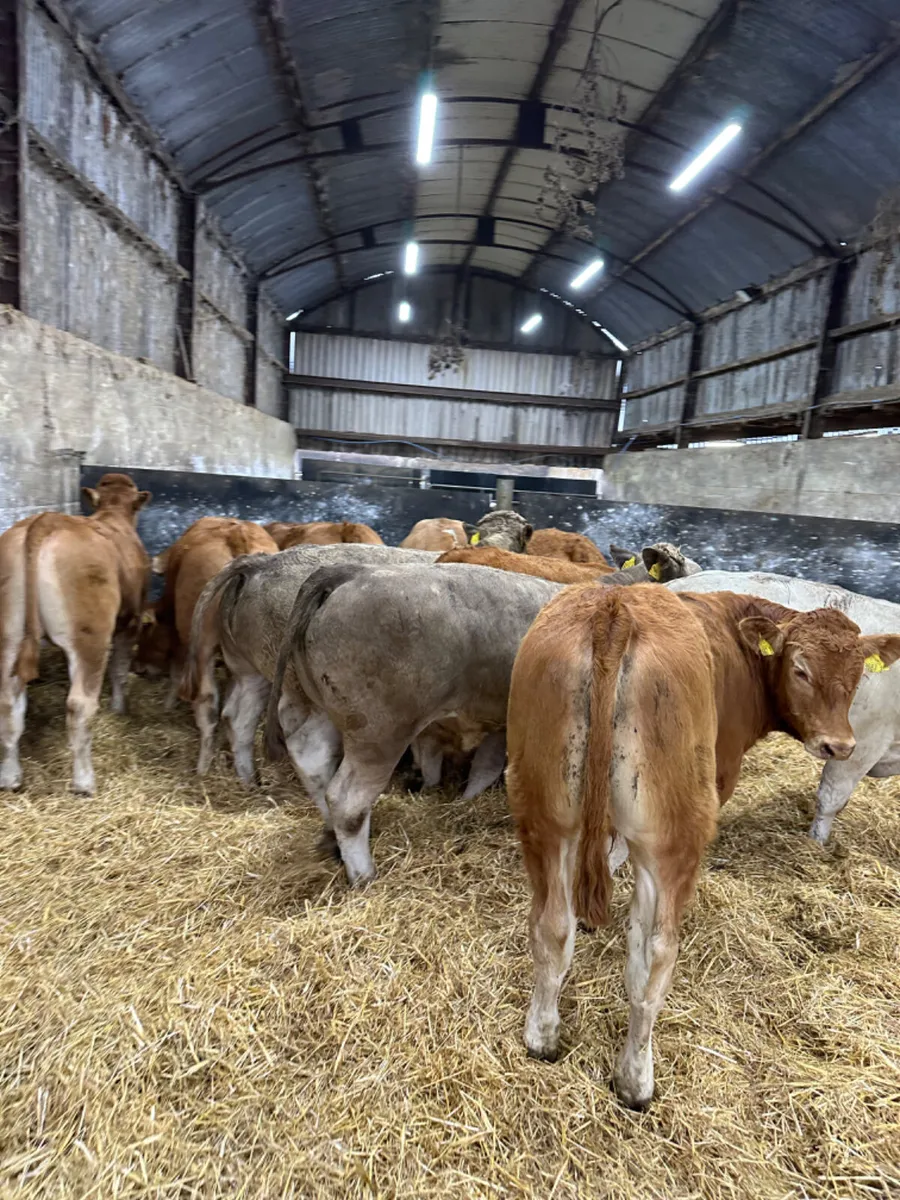 Lim Simmental and Charolais bullocks - Image 4