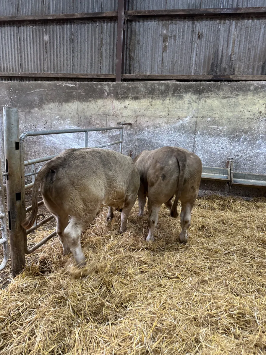 Lim Simmental and Charolais bullocks - Image 2