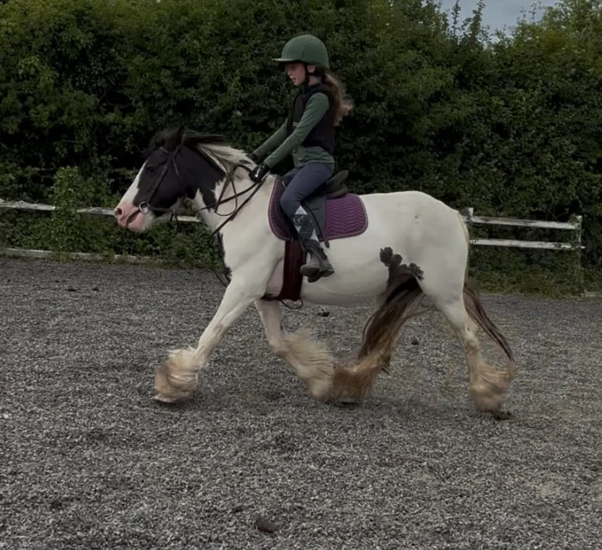 13h 4 yo mare - Image 1