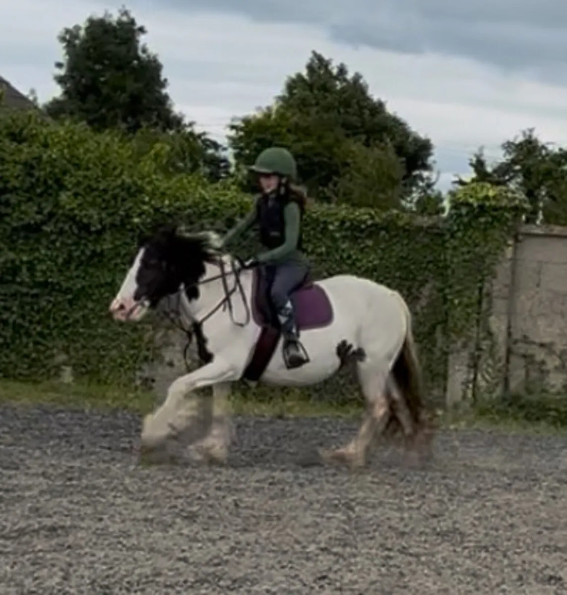 13h 4 yo mare - Image 2