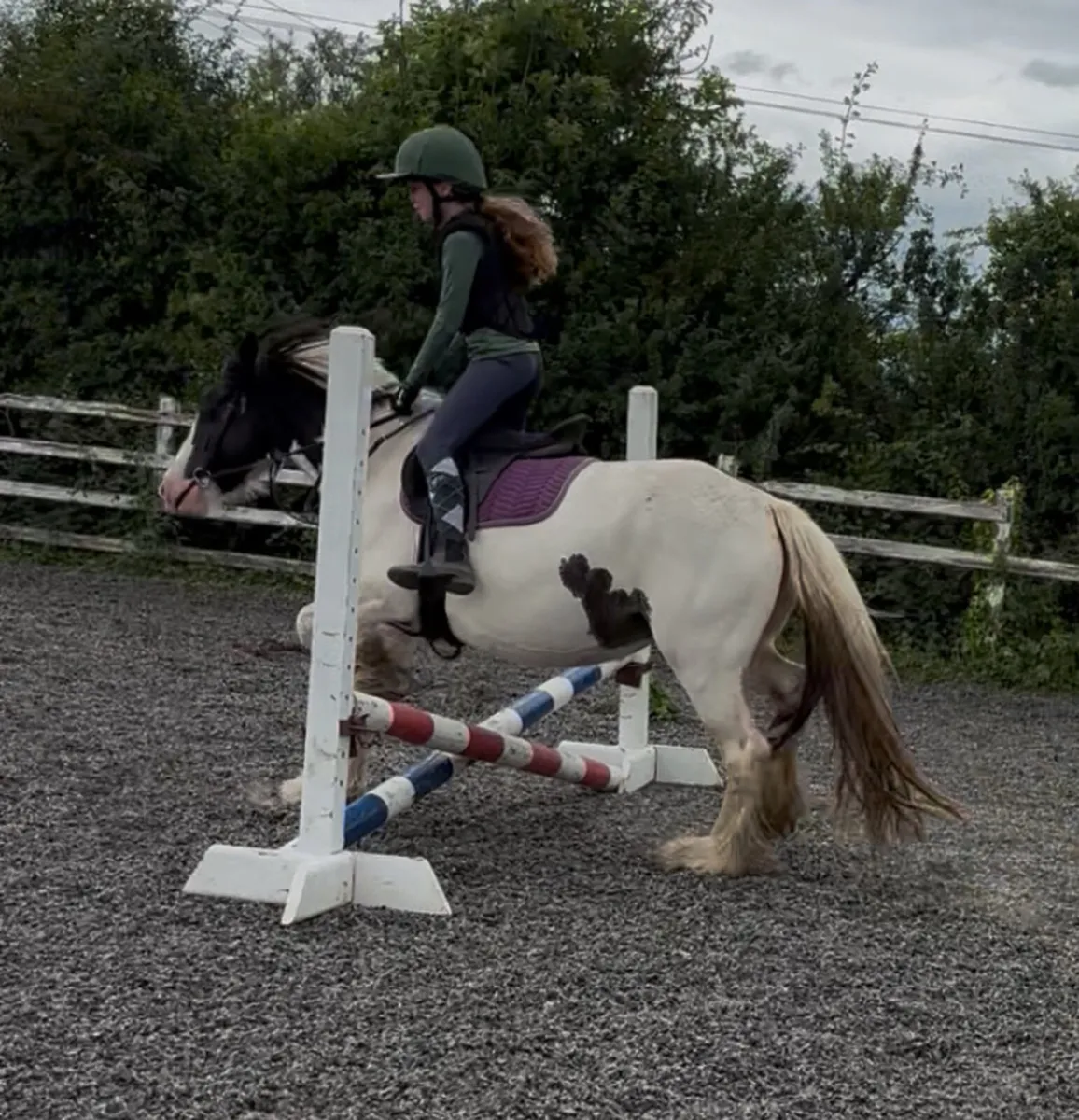 13h 4 yo mare - Image 3