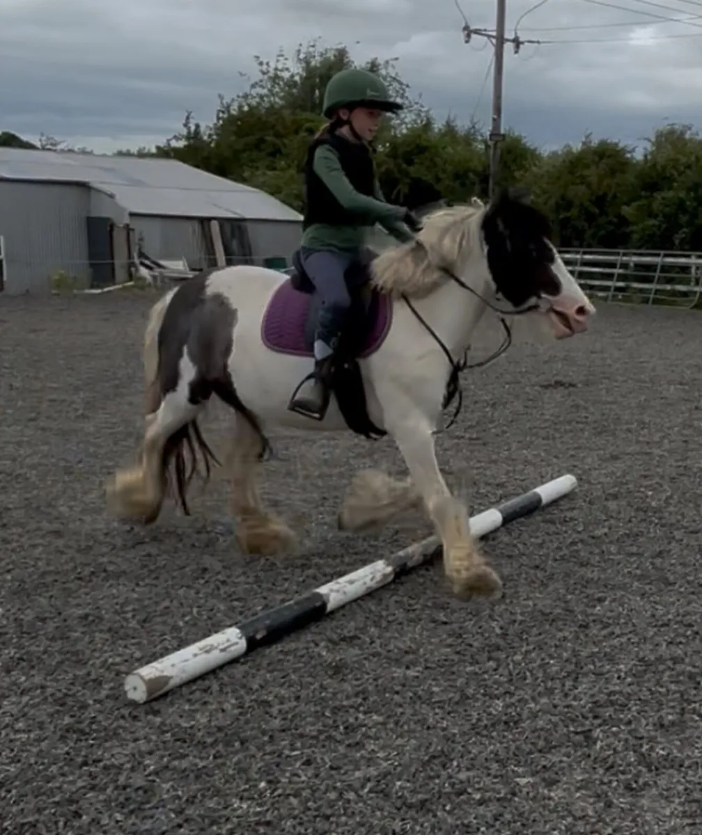 13h 4 yo mare - Image 4