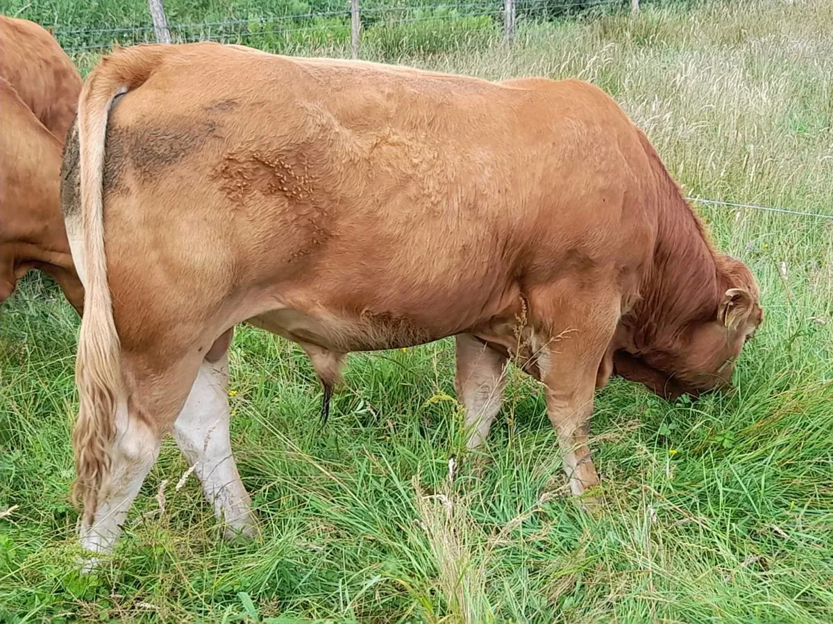✨️5 Star PBR Limousin Bull✨️ - Image 1