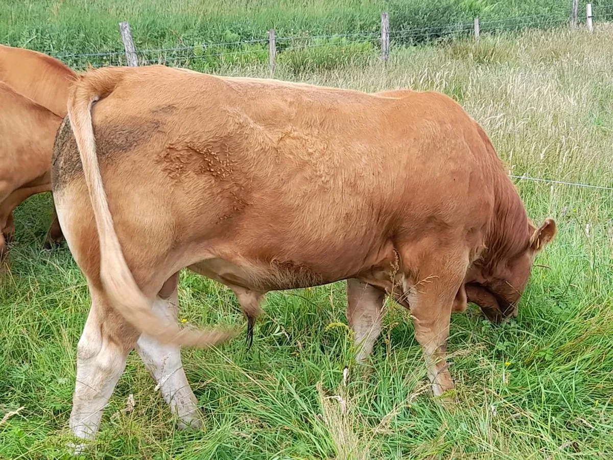 ✨️5 Star PBR Limousin Bull✨️ - Image 2
