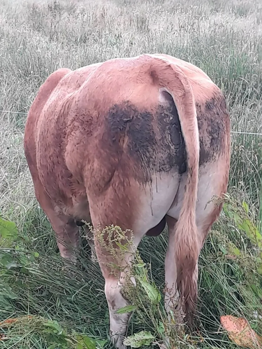 ✨️5 Star PBR Limousin Bull✨️ - Image 3