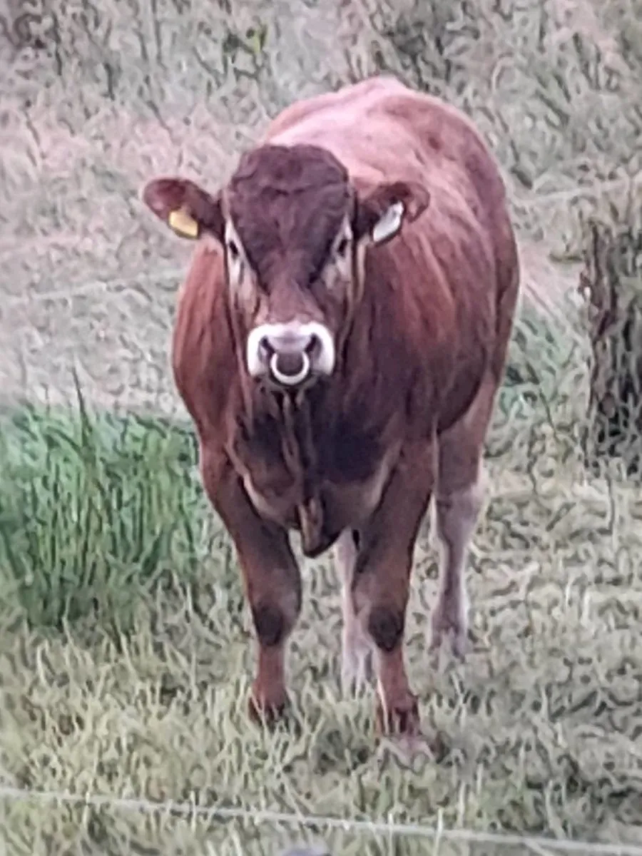 ✨️5 Star PBR Limousin Bull✨️ - Image 4