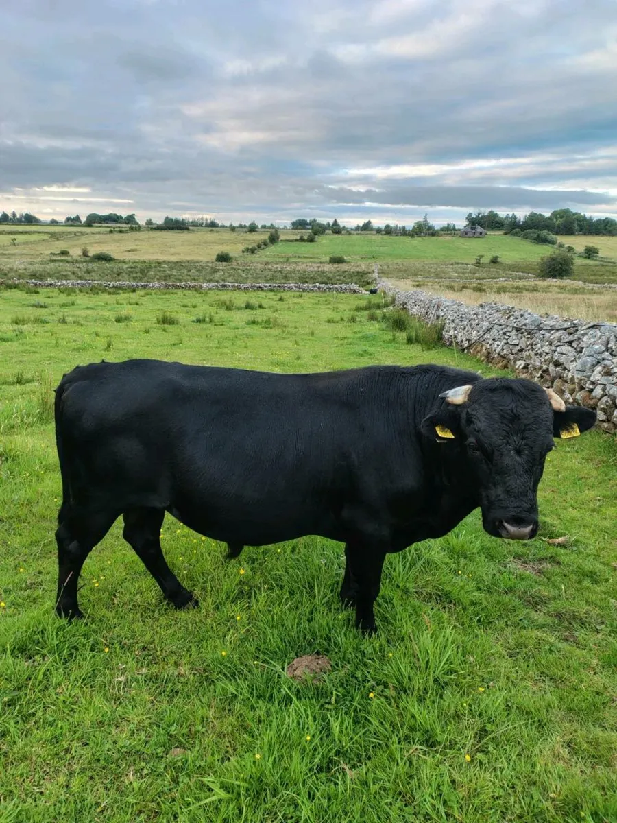 Dexter bull - Image 1