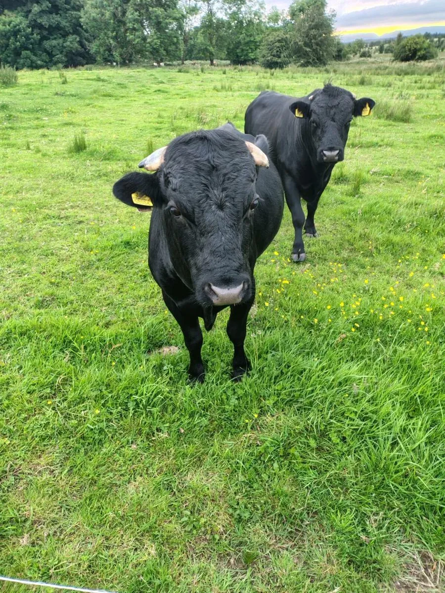 Dexter bull - Image 2