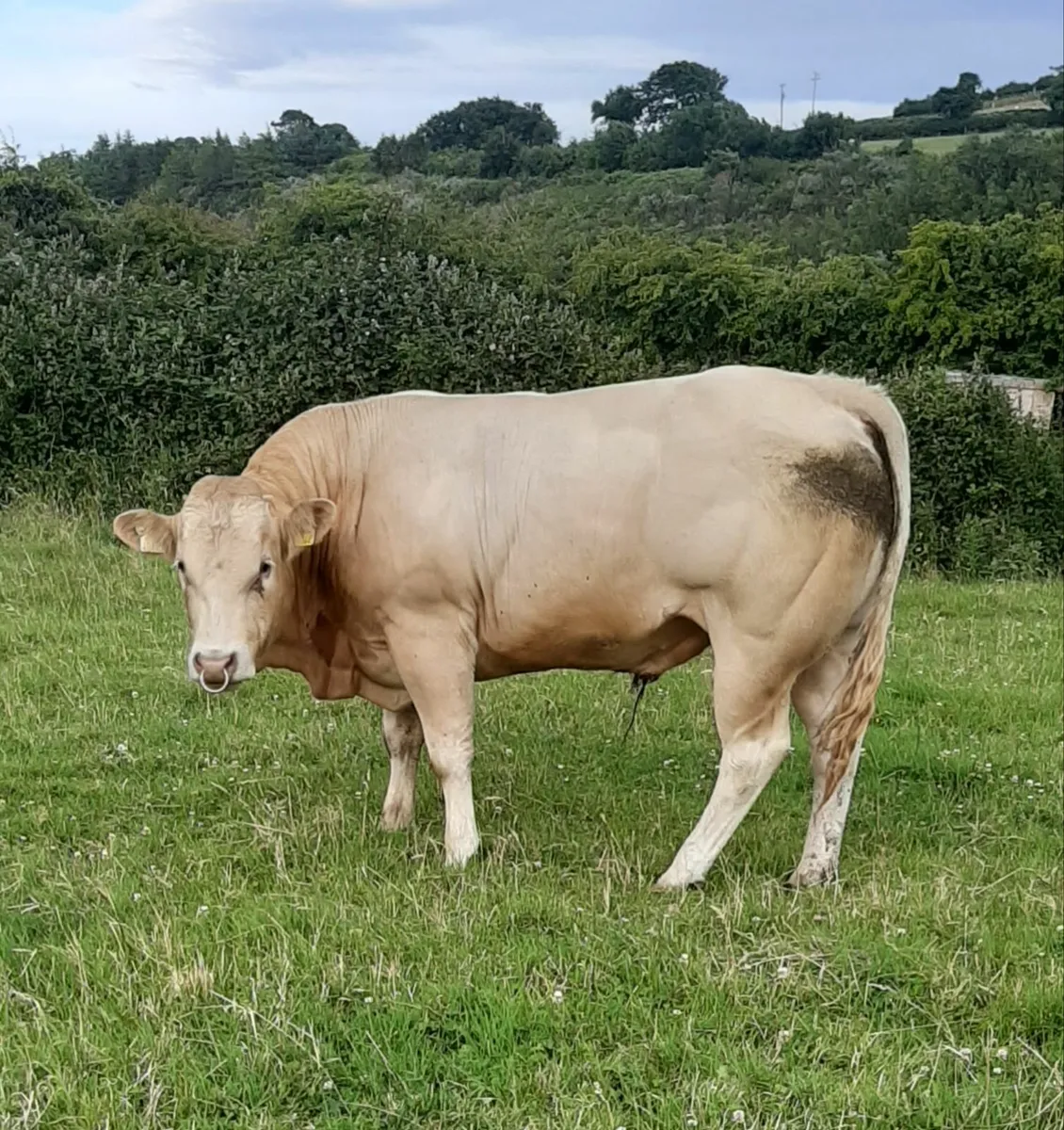 Pedigree Blonde Bull at Carnew Mart 5th July - Image 1