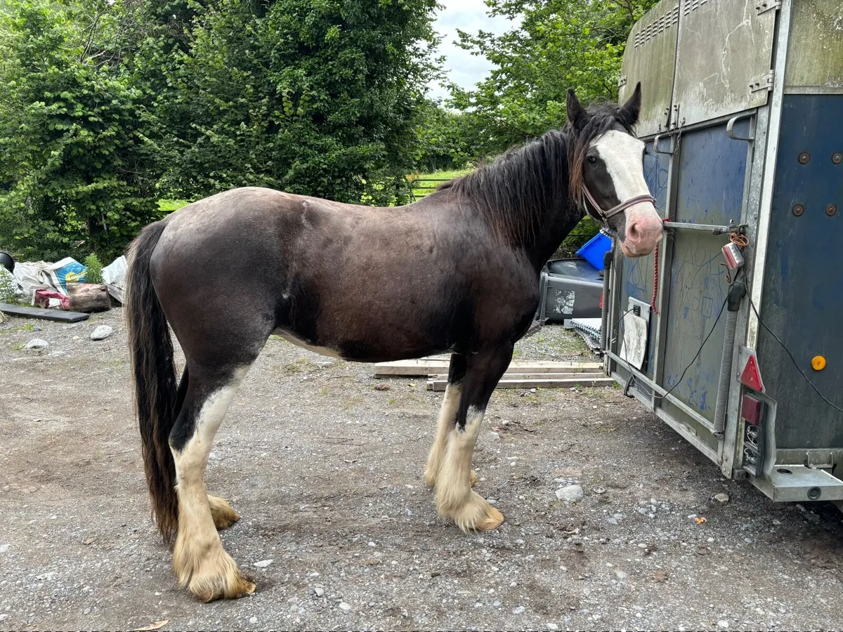 16hh 4 year old mare - Image 1