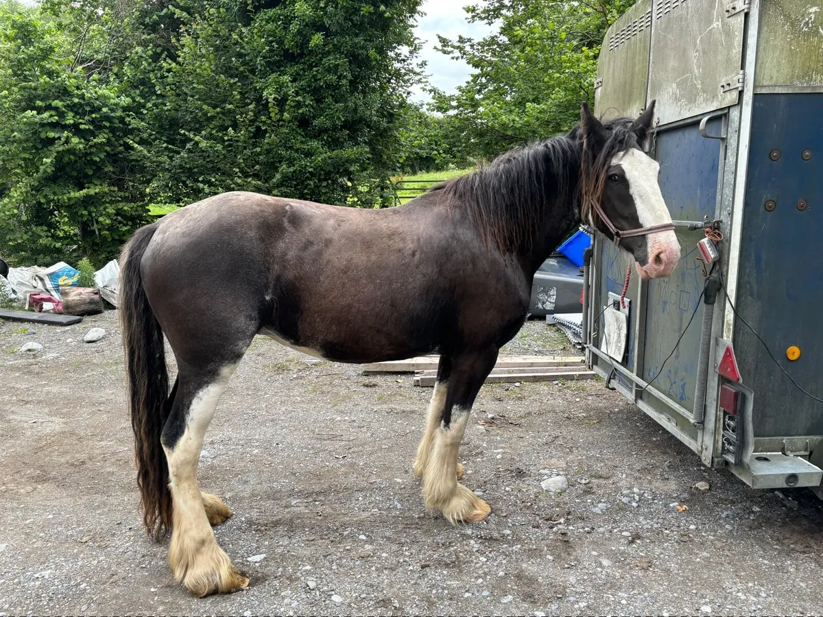 16hh 4 year old mare - Image 2