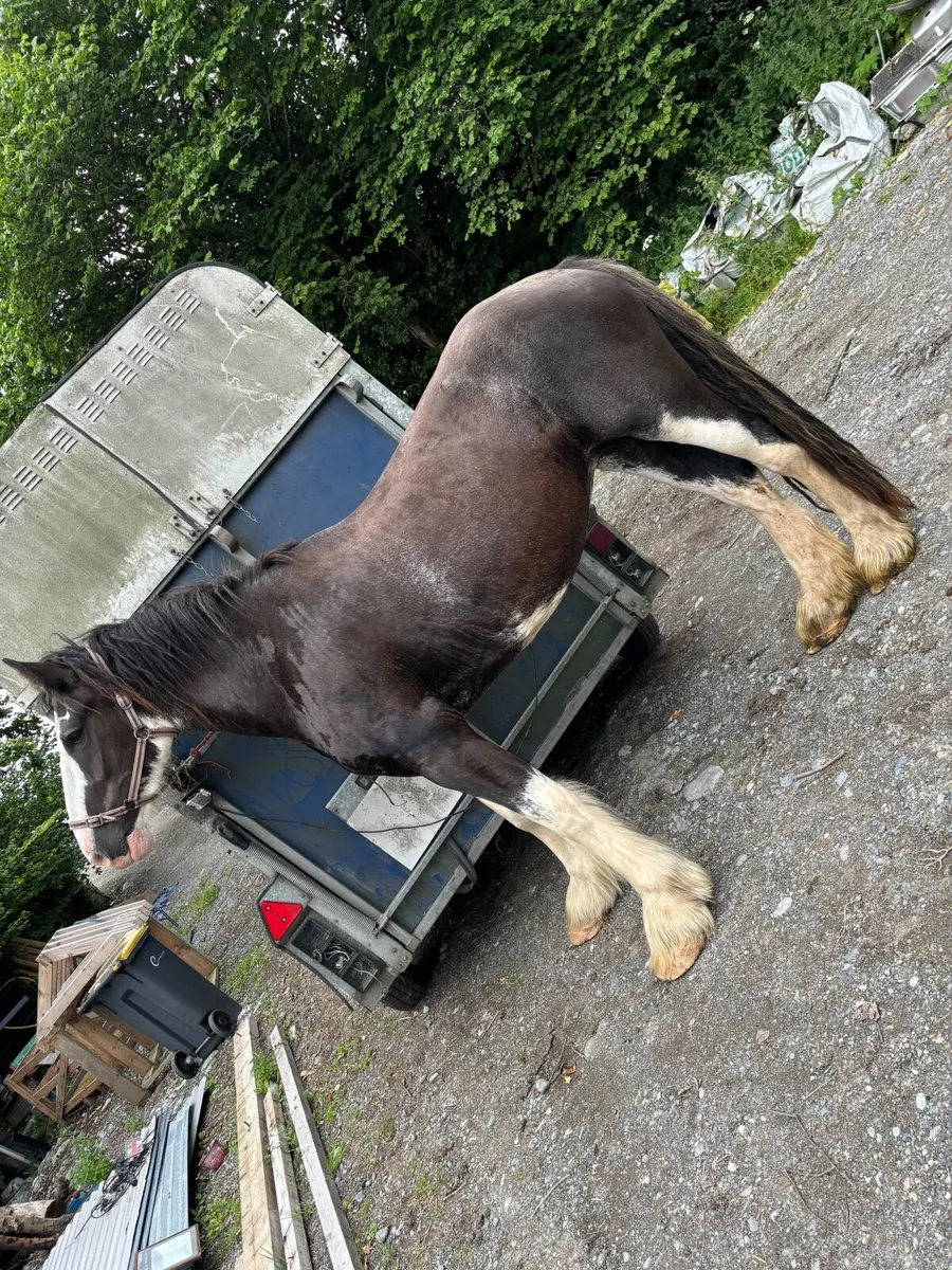 16hh 4 year old mare - Image 3