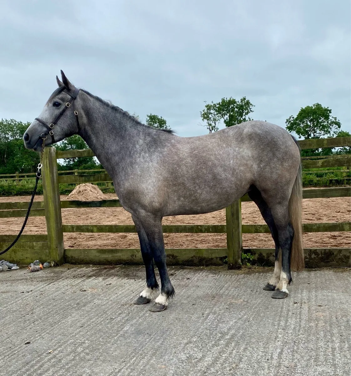 3 yr old Connie X Fillies - Image 1