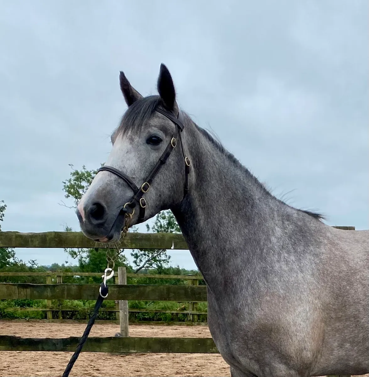 3 yr old Connie X Fillies - Image 2