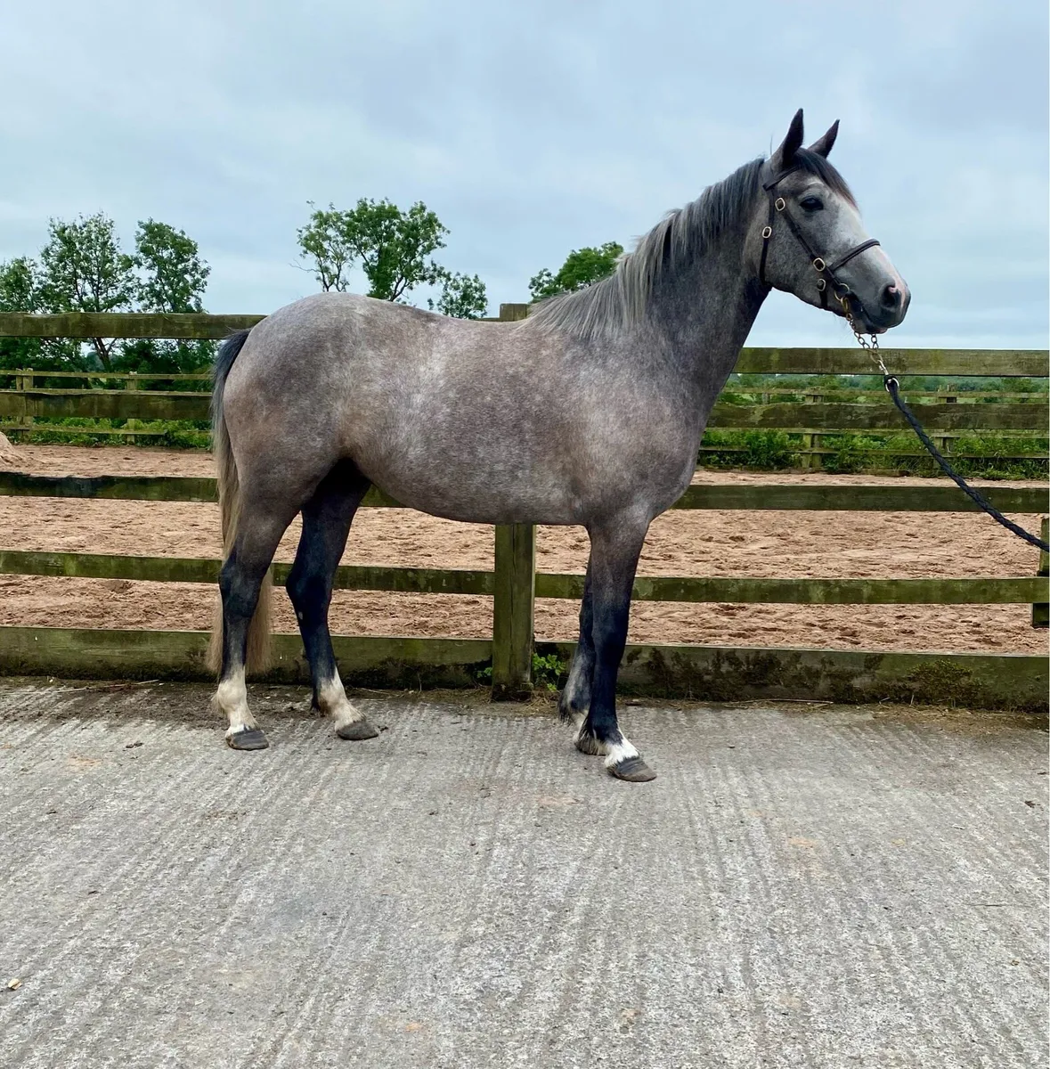 3 yr old Connie X Fillies - Image 3