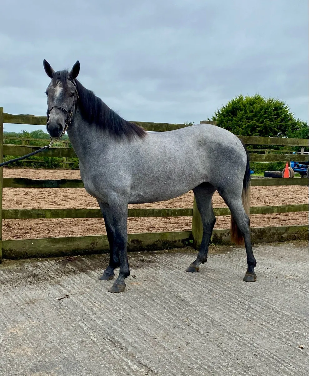 3 yr old Connie X Fillies - Image 4