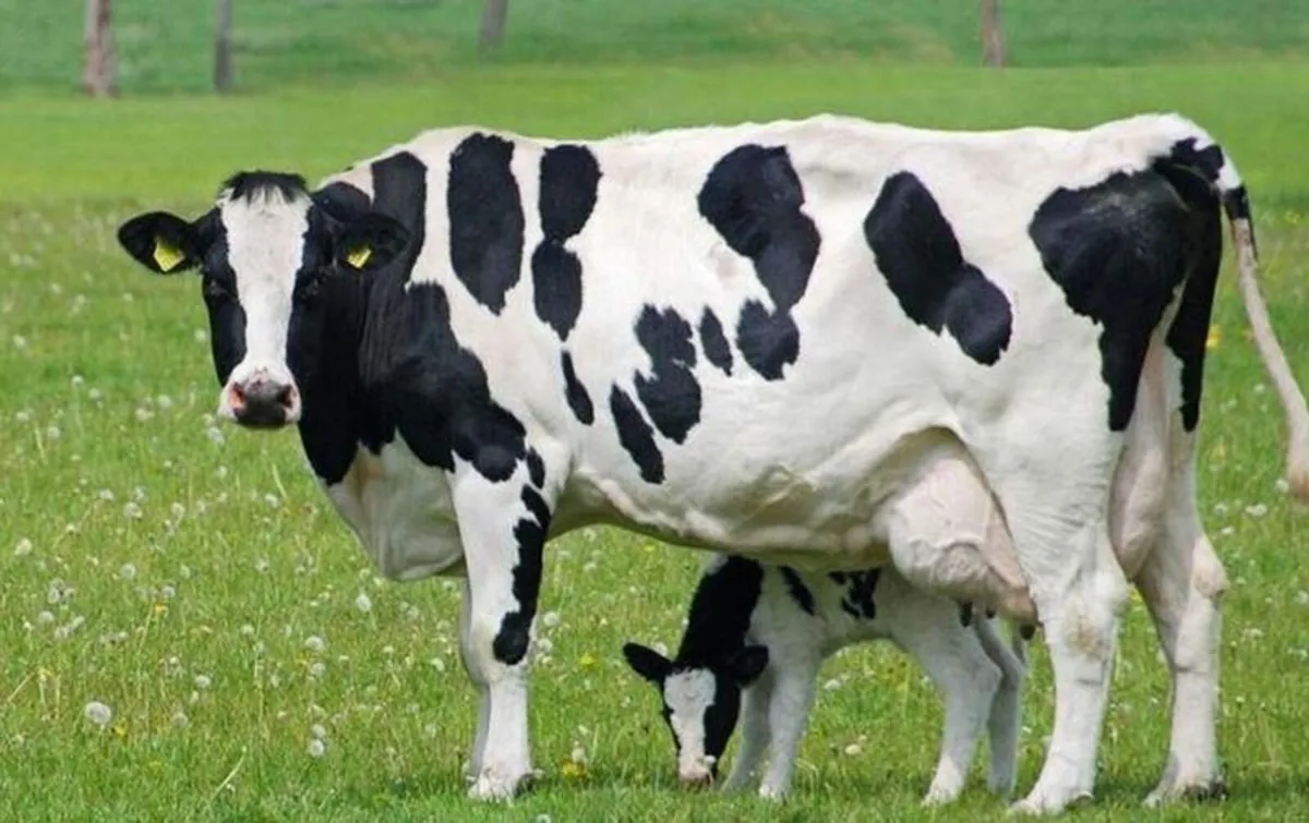 Dairy cow