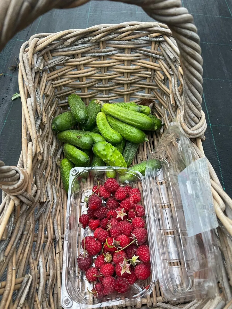 Organic cucumber - Image 1