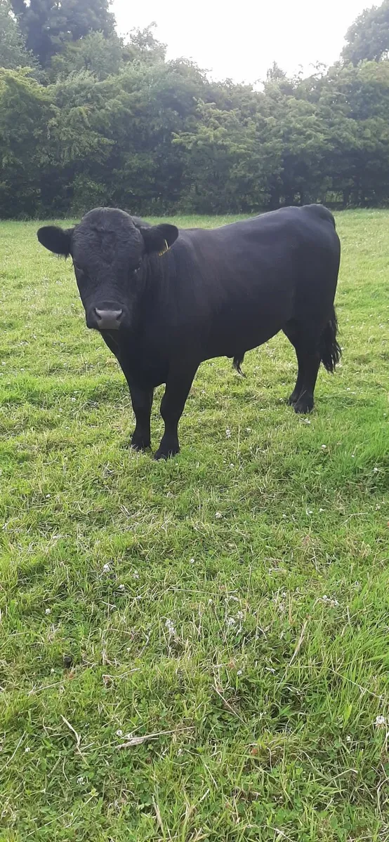 Purebred Dexter Bulls - Image 2