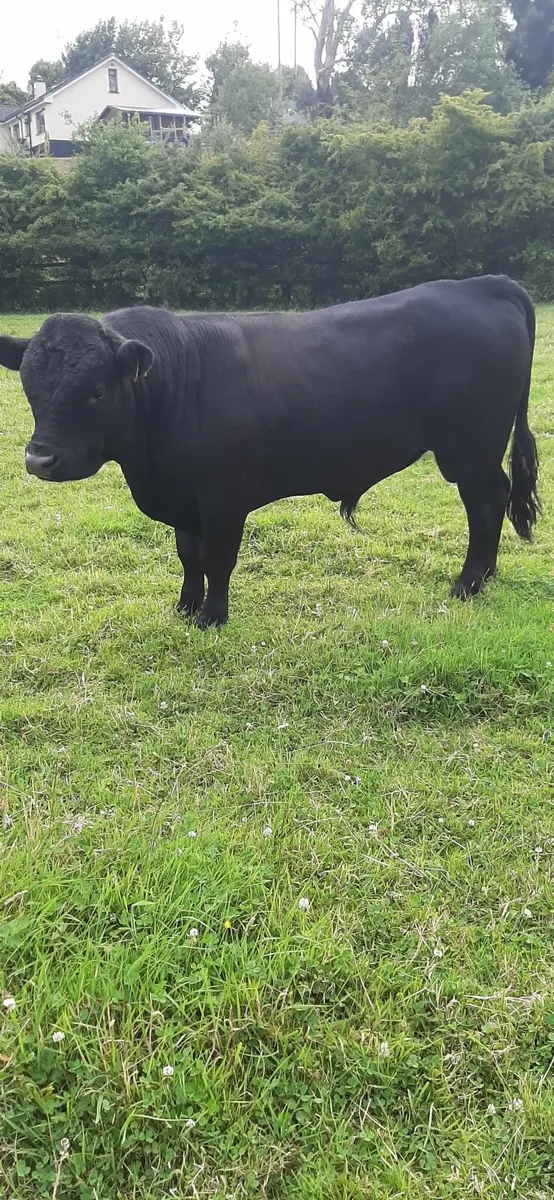 Purebred Dexter Bulls - Image 4