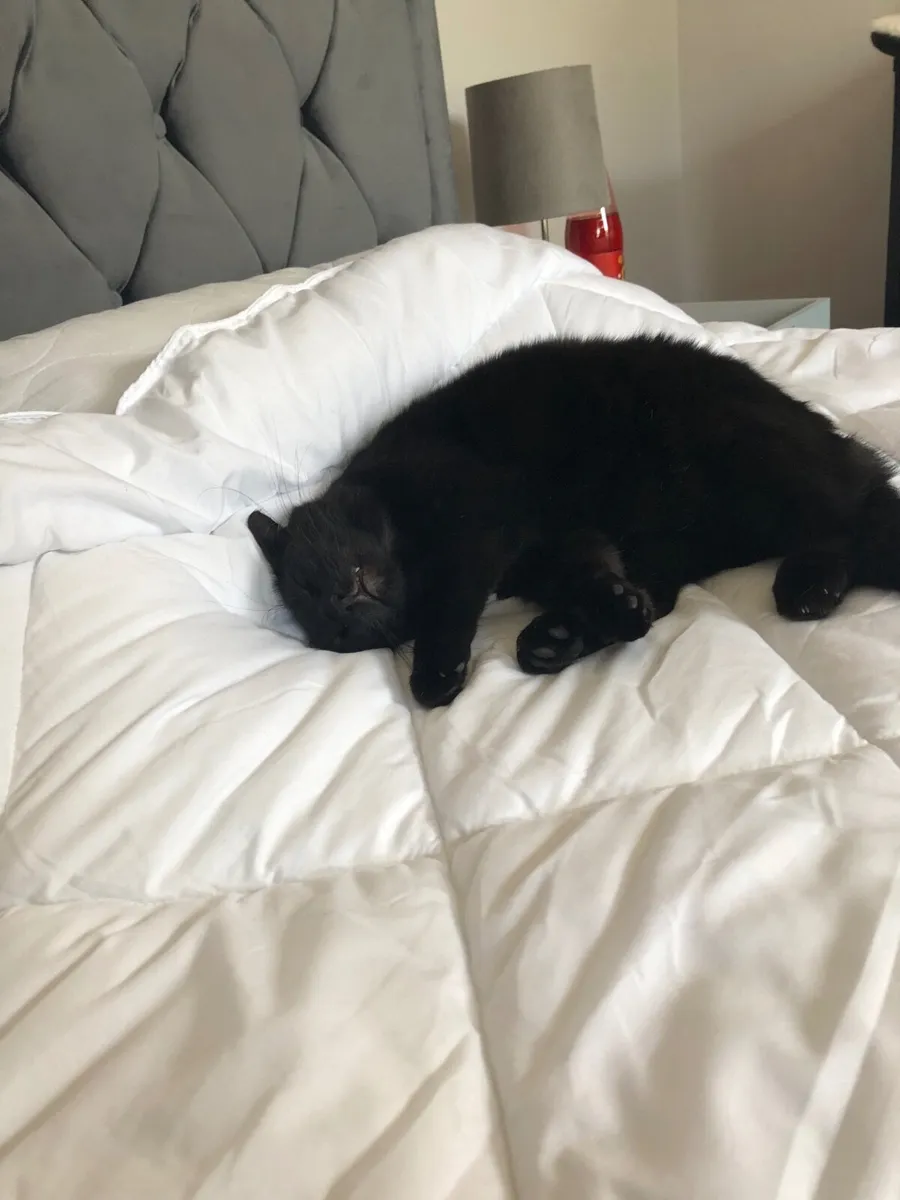 Cat - Image 1